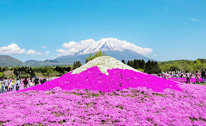 五月富士山赏芝樱一日游