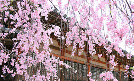 奈良赏樱一日游